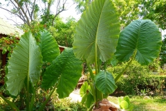 Thaïlande, île Koh Samui, Chaweng, plantes