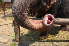 Thaïlande, île Koh Samui, trompe éléphant