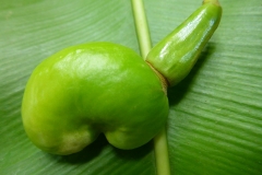 Thaïlande, île Koh Samui, noix de cajou, fruit