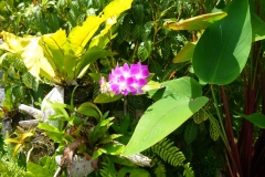 Thaïlande, île Koh Samui, fleur rose