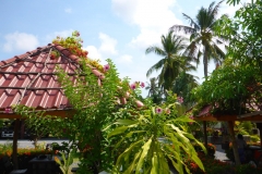 Thaïlande, île Koh Samui, végétation