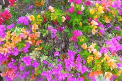 Thaïlande, île Koh Samui, bougainvilliers