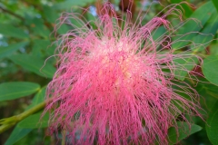 Thaïlande, île Koh Samui, fleur rose plumeau