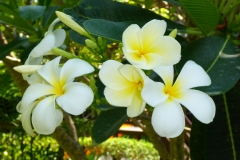 Thaïlande, Phuket, Frangipanier ou Plumeria