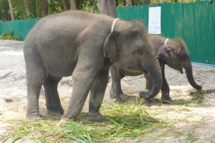 Thaïlande, Phuket, Patong, freedom beach, plage au sud avec éléphants