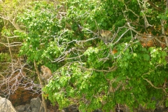 Thaïlande, Koh Phi Phi, singes macaques sur monkey beach