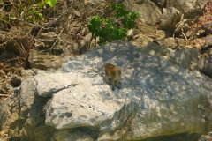 Thaïlande, Koh Phi Phi, singes macaques sur monkey beach