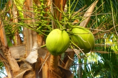 Thaïlande, Phuket, noix de coco