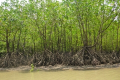 Thaïlande, Parc national de Krabi, mangrove, palétuviers