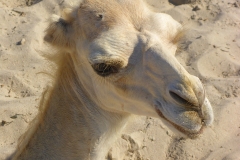 Tunisie, Djerba, dromadaire