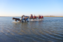 Tunisie, Djerba, dromadaires et balade en calèche