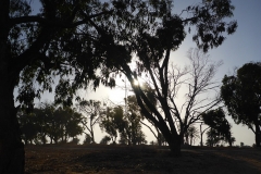 Tunisie, Djerba, arbres