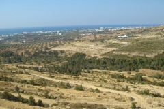 Tunisie, Hammamet Nabeul, arrière pays, oliviers