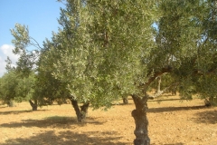 Tunisie, Hammamet Nabeul, arrière pays, oliviers