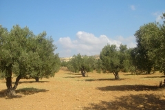 Tunisie, Hammamet Nabeul, arrière pays, oliviers