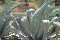 Tunisie, Hammamet Nabeul, arrière pays, agaves