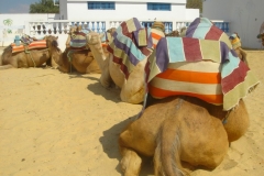 Tunisie, Hammamet Nabeul, dromadaires