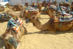 Tunisie, Hammamet Nabeul, dromadaires