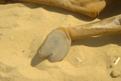 Tunisie, Hammamet Nabeul, patte de dromadaire