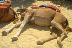 Tunisie, Hammamet Nabeul, dromadaire allongé