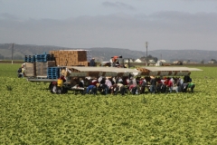 USA, Côte ouest, agriculture, ramasseurs