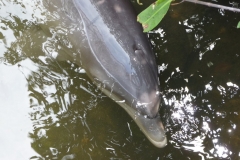 Floride, USA, les Keys, les dauphins