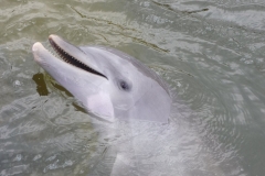 Floride, USA, les Keys, les dauphins