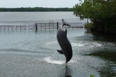 Floride, USA, les Keys, les dauphins