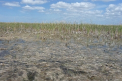 Floride, USA, Everglades, airboat aéroglisseur