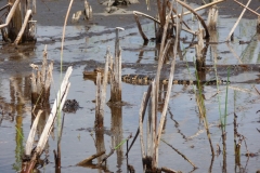 Floride, USA, Everglades, airboat aéroglisseur, alligator