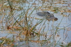 Floride, USA, Everglades, airboat aéroglisseur, alligator