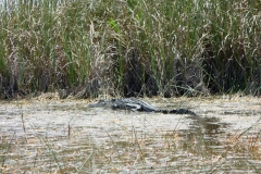 Floride, USA, Everglades, airboat aéroglisseur, alligator
