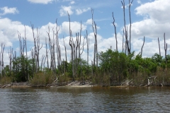 Floride, USA, Everglades, airboat aéroglisseur