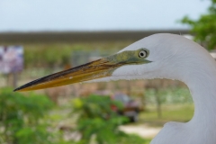 Floride, USA, Everglades, oiseau