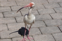 Floride, USA, Orlando, ibis, oiseau des tropiques