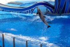 Floride, USA, Orlando, Seaworld, le dauphin saute et plonge