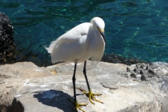 Floride, USA, Orlando, Seaworld, aigrette blanche