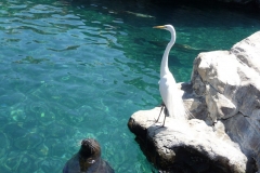 Floride, USA, Orlando, Seaworld, aigrette blanche