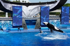 Floride, USA, Orlando, Seaworld, les orques plongent