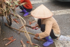 Vietnam, vendeuses de cannes à sucre