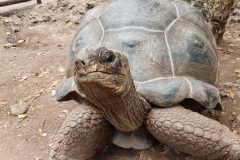 Zanzibar - Prison island - tortue des Seychelles