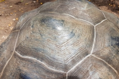 Zanzibar - Prison island - tortue des Seychelles