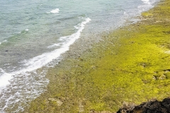 Zanzibar - Prison island -plage