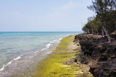 Zanzibar - Prison island -plage