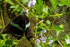 Zanzibar - Jozani ferme aux papillons