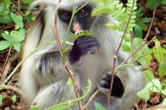 Zanzibar - Jozani - singes colobes