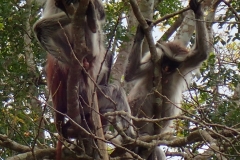 Zanzibar - Jozani - singes colobes