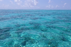 Zanzibar - Jambiani - lagon - corail