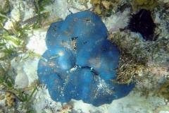 Zanzibar - Jambiani - lagon - corail étoile de mer