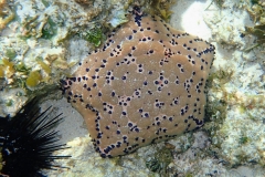 Zanzibar - Jambiani - lagon - corail étoile de mer